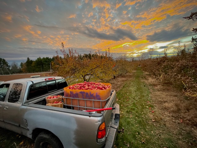 A pickup loaded with crates of foraged apples in an orchard at sunset